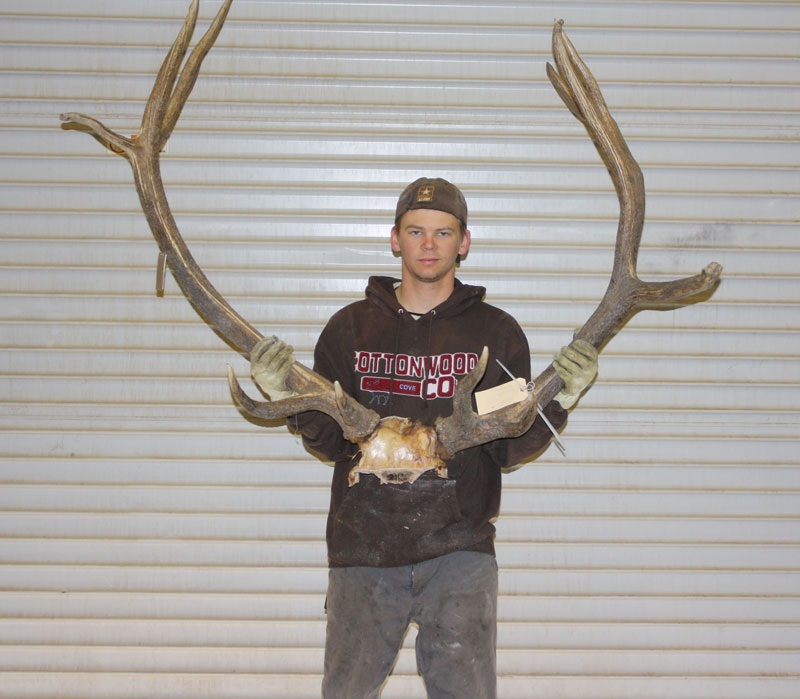 Elk Antlers, 360 Boone & Crockett