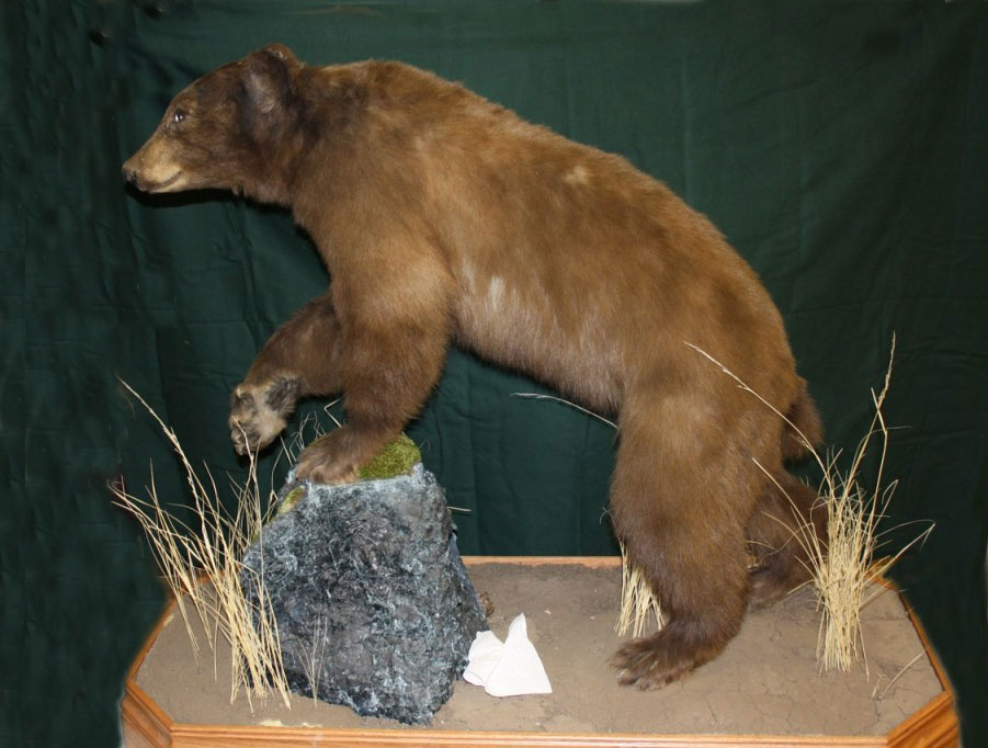 Life-size Bear, Paw Out